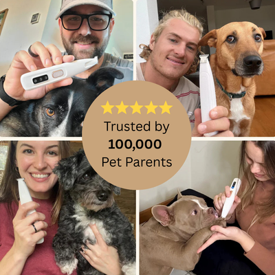 Pawcrest™ Dog Hair Trimmer Kit